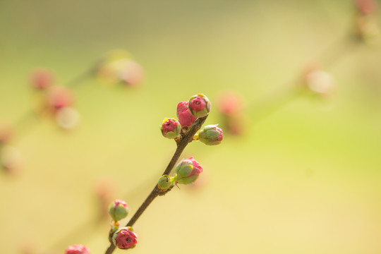 花蕾