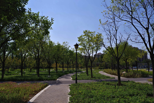 北京朝阳梧桐公园