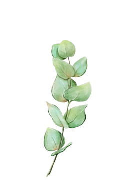 尤加利葉綠色葉子植物