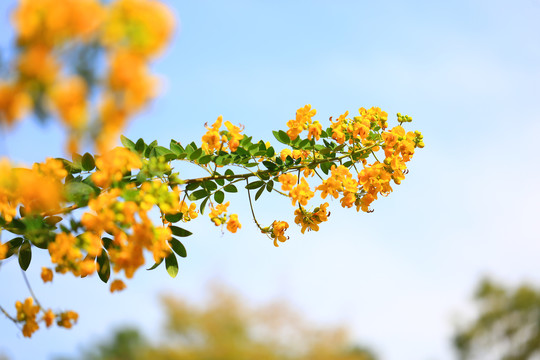 黄色决明花