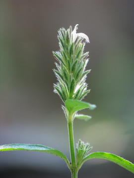 野生爵床的开花期