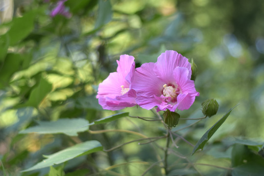 粉红色的木芙蓉