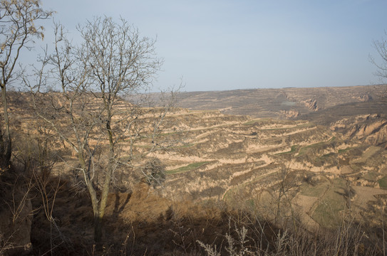 山坡梯田