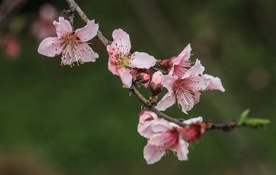 桃花