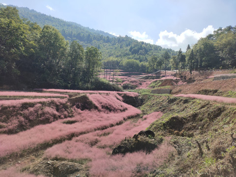 大山深处的粉黛花