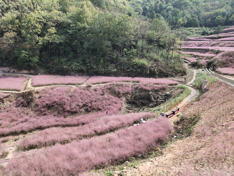 大山里的粉黛花