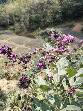 胡枝子花