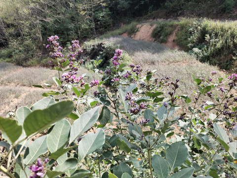 田野的胡枝子花