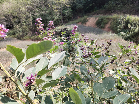 胡枝子花特写