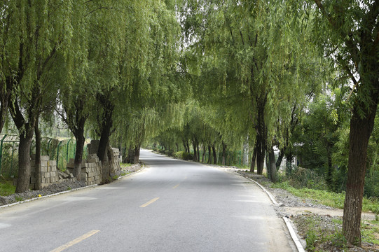 绿化的马路