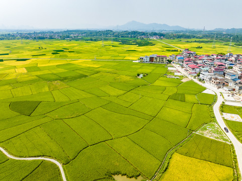 秋季水稻成熟大地金黄田园景美