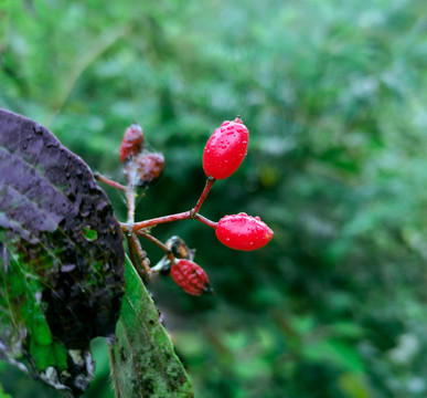 荚蒾果