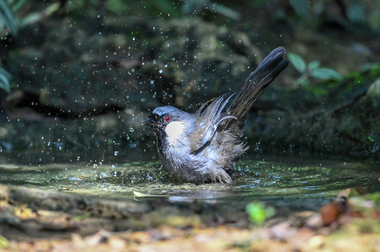 鸟儿在洗澡