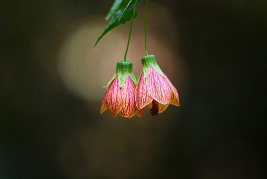 花儿