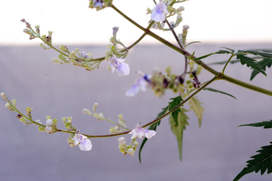 荆条花