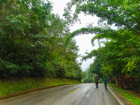 绿植公路