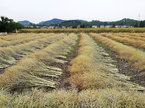 油菜丰收