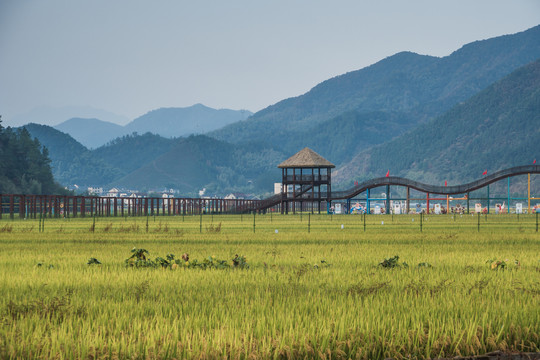 杭州桐庐美丽乡村稻田景区