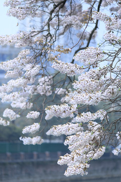 泡桐花