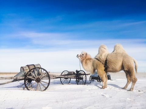 冬季雪原勒勒车骆驼