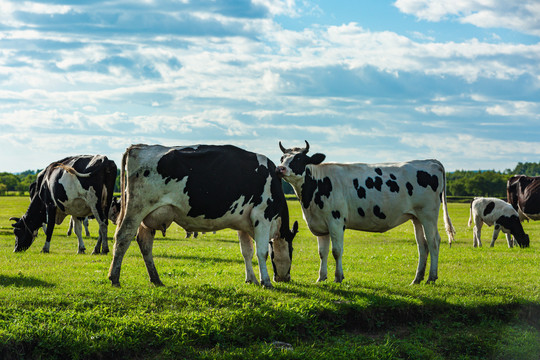 草原牧场牛群奶牛