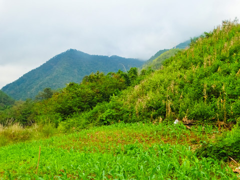 山谷玉米地