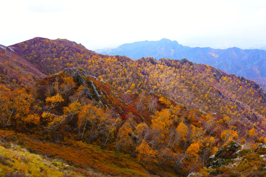 山景