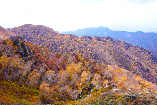 山景