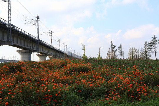 花海