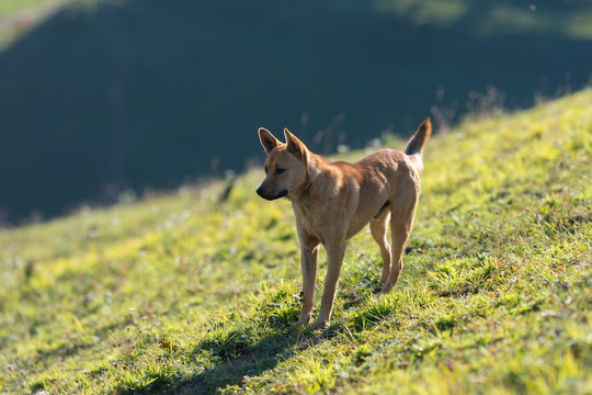 中华田园犬