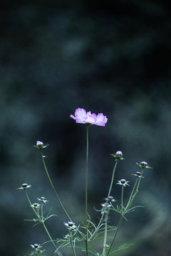 格桑花