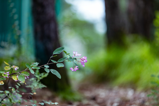 野花