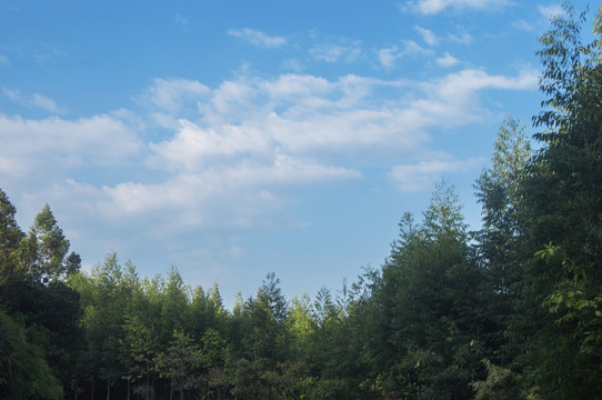 桉树林蓝天白云风光
