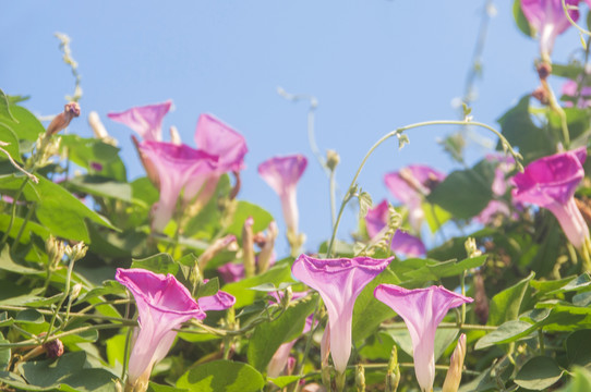 粉色牵牛花