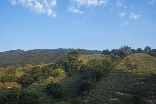 青山森林树木菠萝园