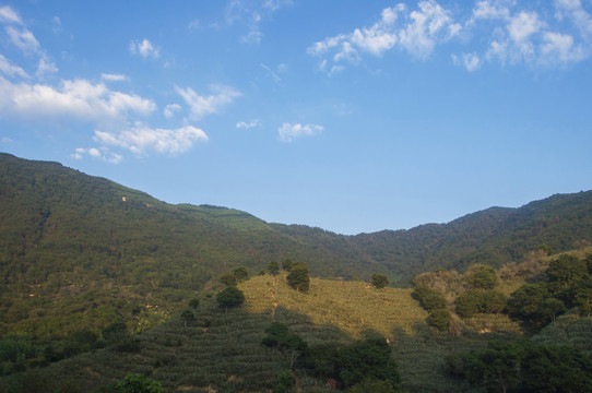 大山丘陵山地菠萝园