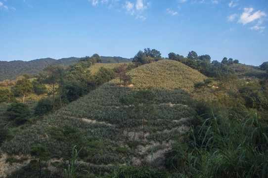 山头菠萝园风景