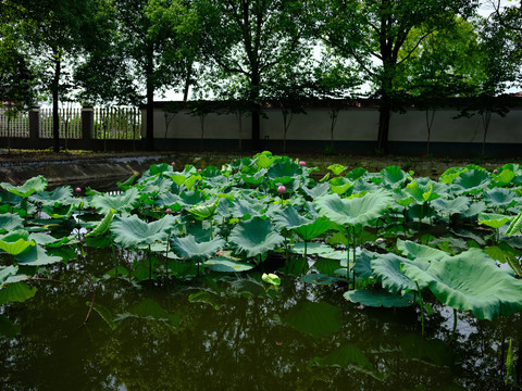 莲花池