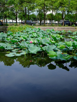 莲花池