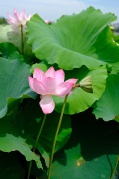 高清荷花素材