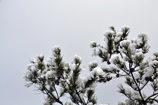 雪树松果