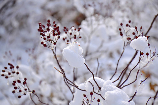 白雪红果