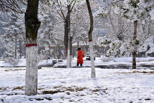 公园雪景