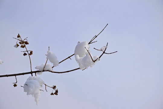 白雪红果