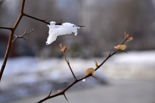 枝头雪韵