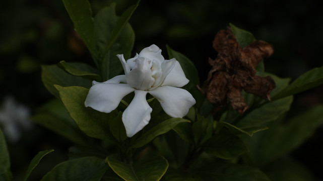 栀子花