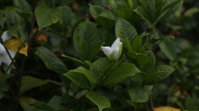 栀子花