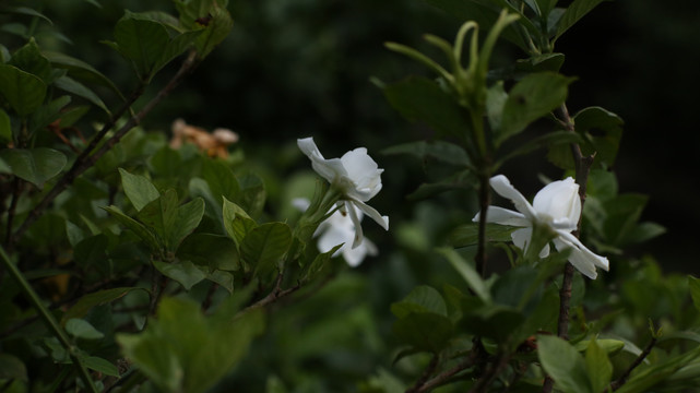 栀子花