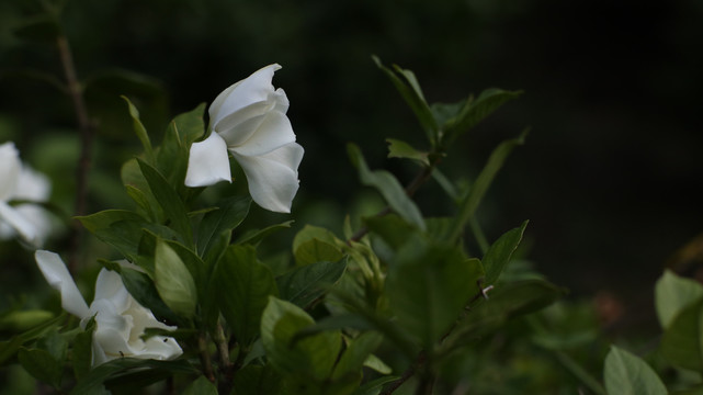 栀子花