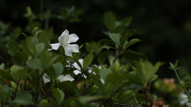 栀子花